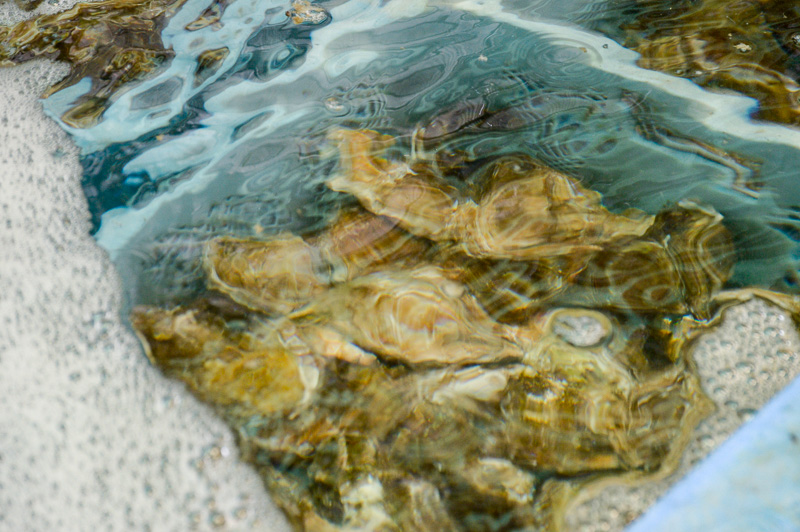 滅菌水槽の中の牡蠣